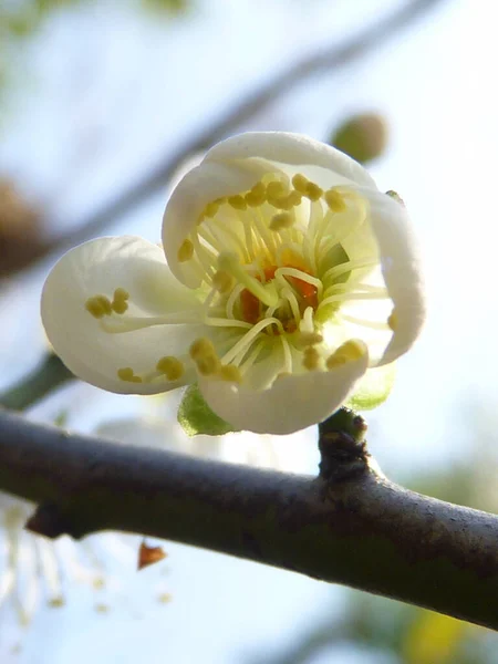 Primo Piano Verticale Fiore Mume Prunus Bianco Illuminato Dal Sole — Foto Stock