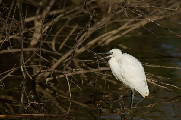 Oiseau Eau Blanche Debout Dans Eau Autour Des Branches Arbres — Photo