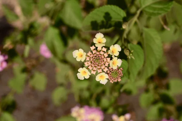 Une Jolie Fleur Camara Lantana Sur Fond Feuillu — Photo