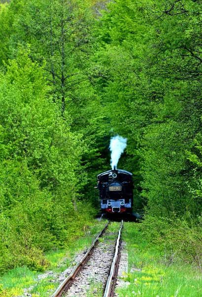 索瓦塔 罗马尼亚 2019年9月19日 罗马尼亚索瓦塔度假胜地的窄轨距列车 将游客从Sovata运送到Campu Cetatii村 然后返回 — 图库照片