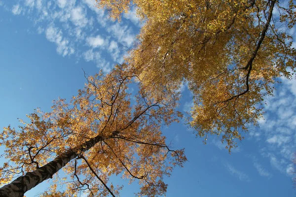 Uma Bela Vista Árvores Com Folhas Outono Sob Céu Nublado — Fotografia de Stock