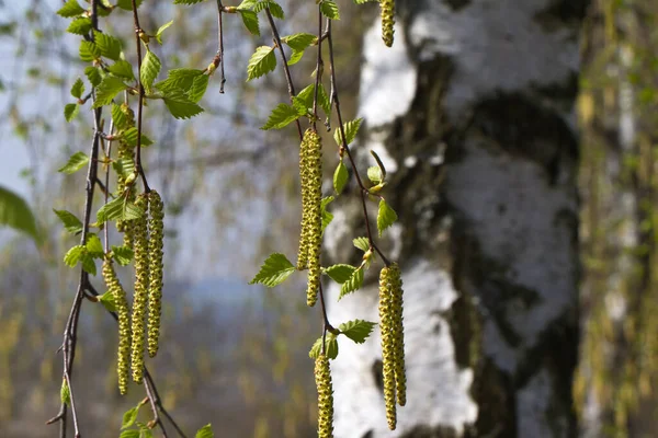 Eine Nahaufnahme Aus Dünnen Zweigen Mit Hängenden Samen — Stockfoto