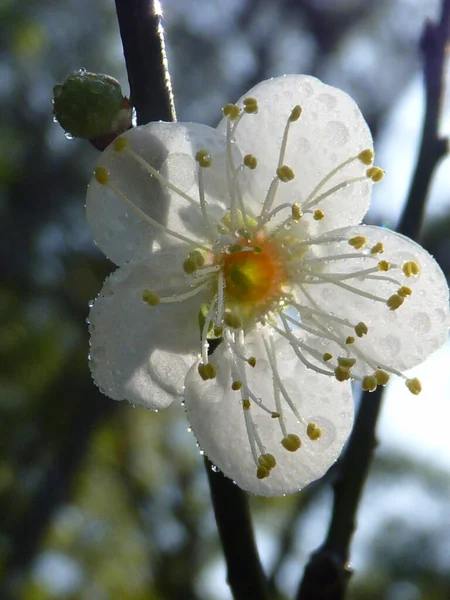 Une Prise Vue Sélective Prunus Mume Fleurs Avec Des Gouttelettes — Photo