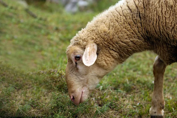 Ein Großes Schaf Weidet Auf Einer Grünen Wiese Vor Verschwommenem — Stockfoto