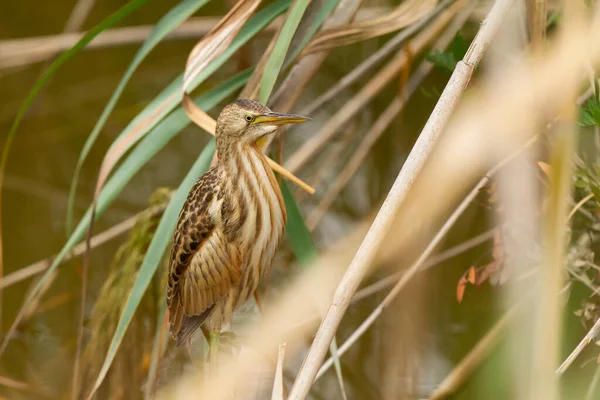 Pequeño Bittern Común Ixobrychus Minutus Encaramado Una Rama Una Planta —  Fotos de Stock