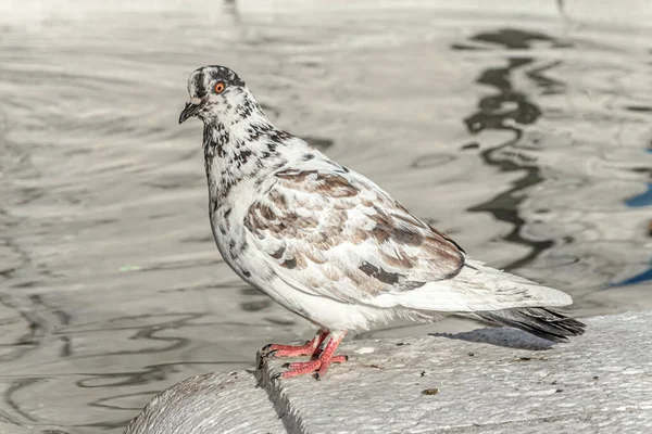 白い鳩で 茶色の斑点が水の横に座っています — ストック写真