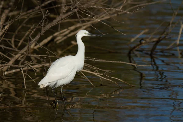 Oiseau Eau Blanche Debout Dans Eau Autour Des Branches Arbres — Photo