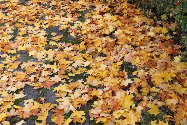 Una Hermosa Toma Hojas Secas Arce Otoño —  Fotos de Stock