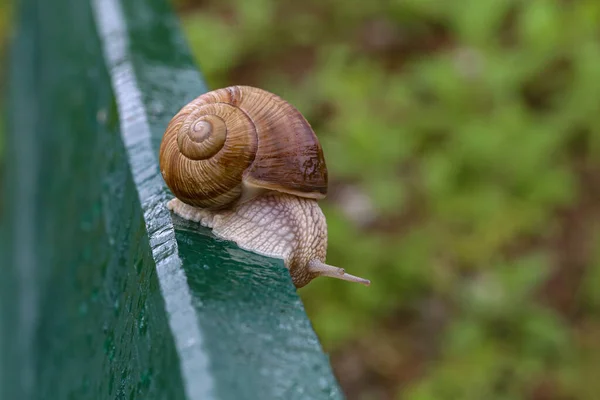 Tiro Seletivo Foco Caracol Rastejando Uma Placa Madeira — Fotografia de Stock