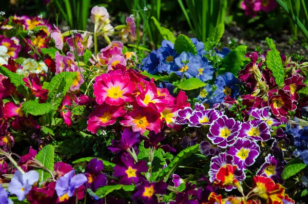 Een Close Shot Van Kleurrijke Primrose Bloemen Queenstown Gardens Nieuw — Stockfoto
