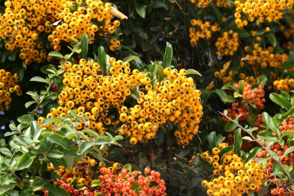 Eine Nahaufnahme Von Pyracantha Zweigen Mit Leuchtend Roten Und Gelben — Stockfoto