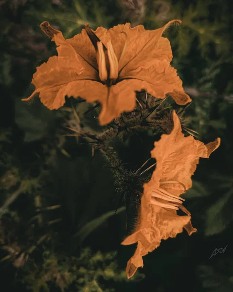 庭のオレンジハイビスカスの花の垂直閉鎖ショット — ストック写真