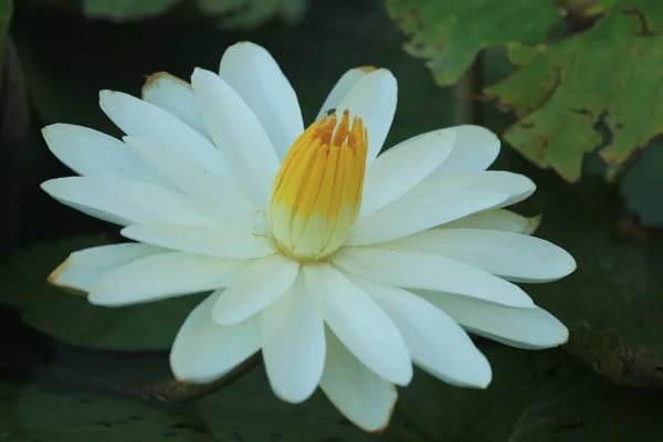 Eine Nahaufnahme Von Pads Mit Weißer Seerosenblume Blüte — Stockfoto