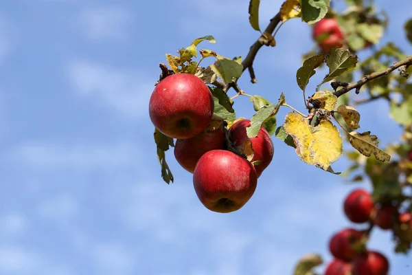 Μια Κοντινή Λήψη Κόκκινων Μήλων Ωριμάζει Κλαδιά Δέντρων Στον Κήπο — Φωτογραφία Αρχείου