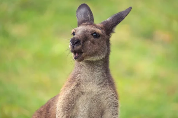 Eine Nahaufnahme Von Joey Känguru Auf Einem Rasenplatz — Stockfoto
