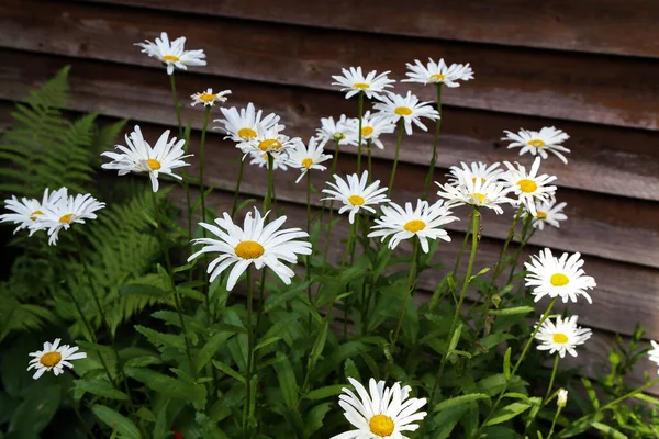 Patch Huge White Daisies Garden Wooden House — Stock Photo, Image