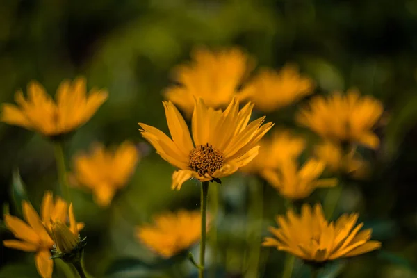 Enfoque Selectivo Flores Amarillas Silvestres Campo —  Fotos de Stock