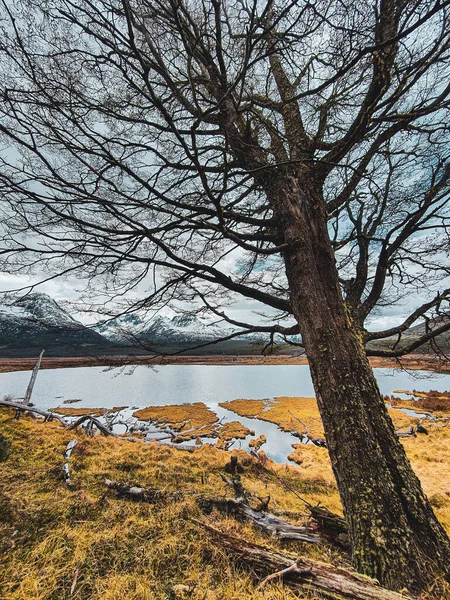 美しい湖によって古い木の垂直ショット — ストック写真