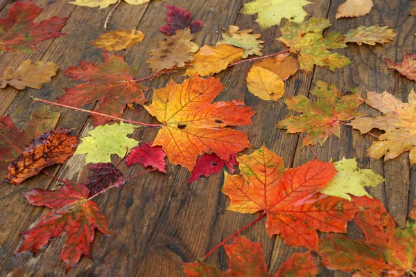 Een Close Van Heldere Herfst Esdoorn Bladeren Houten Plank — Stockfoto