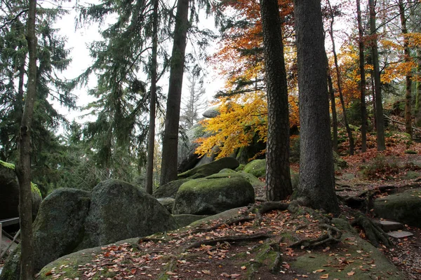 Krásný Záběr Podzimního Lesa — Stock fotografie