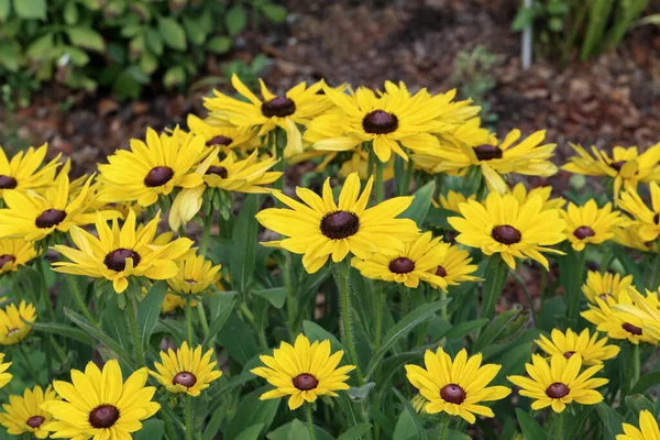Flores Amarelas Brilhantes Jardim Perto Casa — Fotografia de Stock