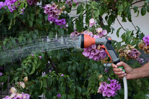 Крупный План Руки Поливающей Цветы Саду Шланга — стоковое фото