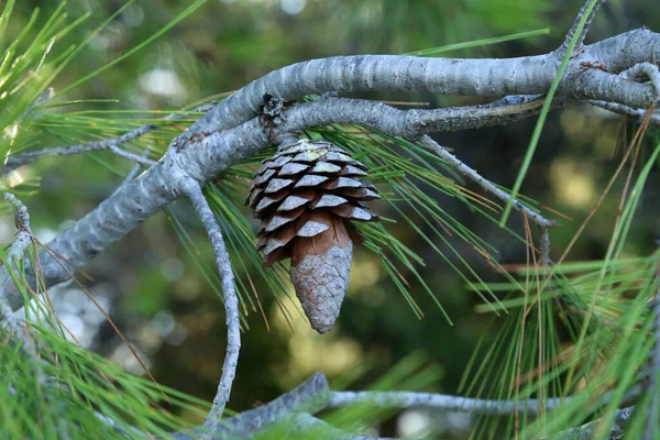 Closeup Shot Old Cones Green Needles Mediterranean Pine Tree — Stock Photo, Image
