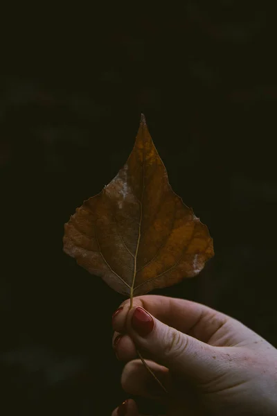 Eine Vertikale Aufnahme Einer Weiblichen Hand Die Ein Herbstblatt Auf — Stockfoto