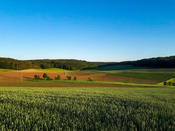 Прекрасный Вид Свежее Зеленое Поле Голубым Небом — стоковое фото