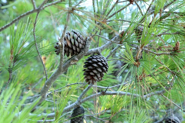 Gros Plan Une Paire Cônes Sur Sapin — Photo