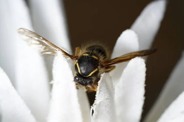 Makro Záběr Včely Bílém Květu Hnědém Pozadí — Stock fotografie