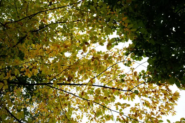 Low Angle View Beautiful Tree Green Yellow Leaves Sunny Fall — Stock Photo, Image
