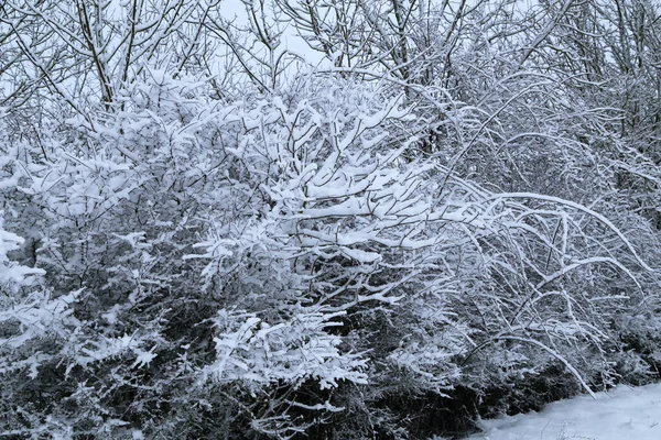 Paisaje Invernal Con Árboles Cubiertos Nieve Blanca —  Fotos de Stock