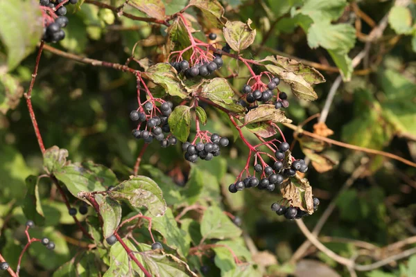 Primer Plano Moras Madura Los Arbustos Del Bosque —  Fotos de Stock