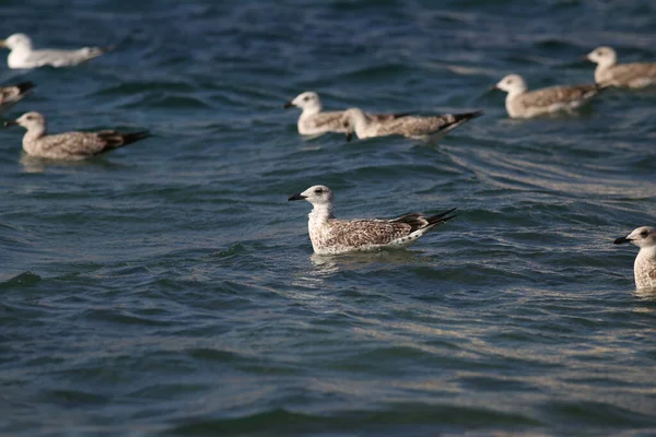 在海浪中摇曳着的灰色海鸥的特写镜头 — 图库照片
