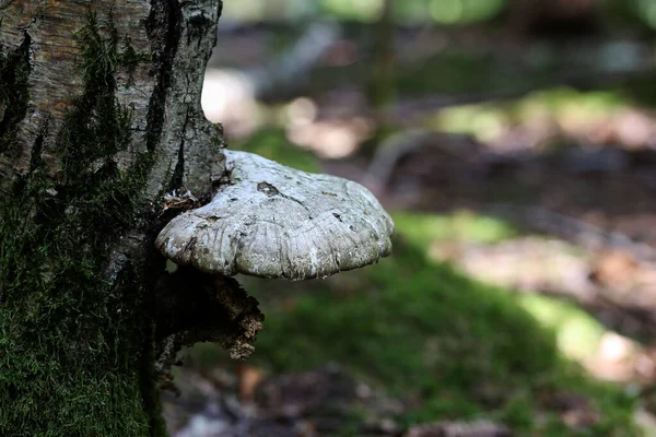 森の中の古い木の幹にキノコの柔らかい焦点 — ストック写真
