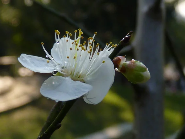 Closeup Shot Single White Prunus Mume Flower Morning Dew Petals — Stock Photo, Image