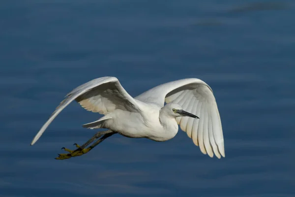 Pássaro Água Branca Voando Acima Lago — Fotografia de Stock