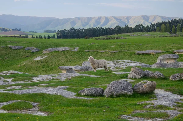 Zapierający Dech Piersiach Widok Owcy Elephant Rocks Nowa Zelandia — Zdjęcie stockowe