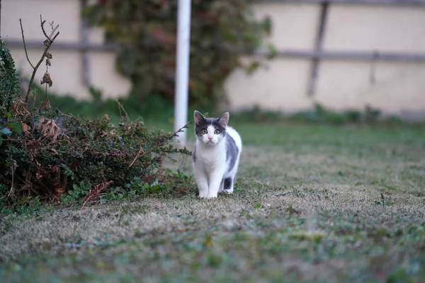 庭を歩く小さな灰色と白の猫のクローズアップ — ストック写真