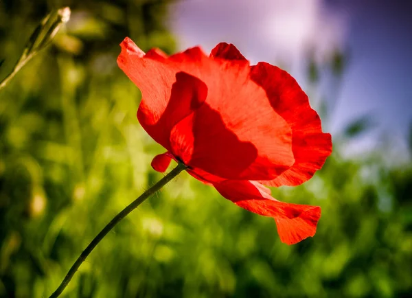 太陽の下で赤いケシの花のクローズアップショット — ストック写真