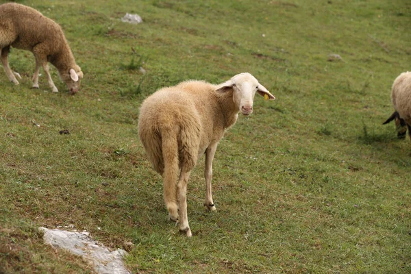 Eine Herde Weißer Schafe Weidet Auf Einer Eingezäunten Weide — Stockfoto
