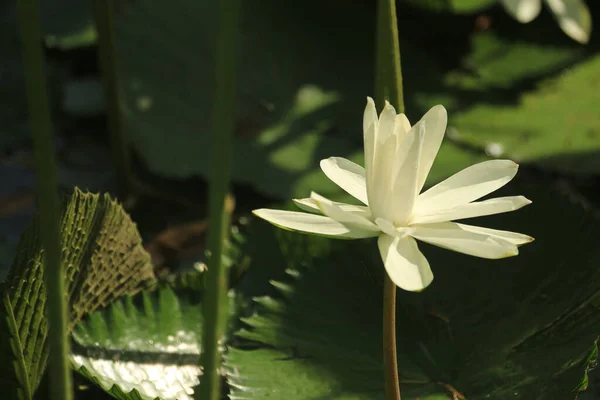 Detailní Záběr Bílého Kvetoucího Květu Lilie Jezírku Okvětními Lístky Ozářenými — Stock fotografie