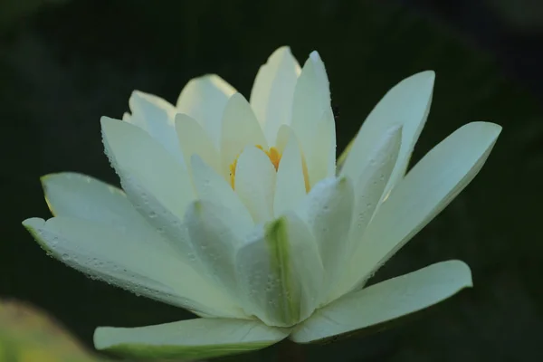 Closeup Shot White Blooming Water Lily Flower Droplets Water — Stock Photo, Image