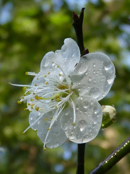 Eine Selektive Fokusaufnahme Blühender Pflaumen Mit Wassertröpfchen — Stockfoto