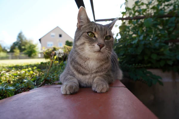 庭の近くの家の外のポーチに座ってかわいい緑の目の猫のクローズアップ — ストック写真