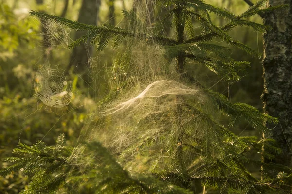 Uma Teia Aranha Pinheiros Uma Floresta Verde — Fotografia de Stock