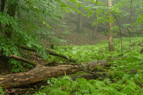 Krąg Leżący Leśnym Gruncie Pokryty Bujną Świeżą Roślinnością Wczesnej Porannej — Zdjęcie stockowe