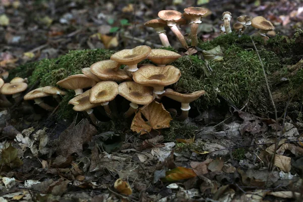 Eine Nahaufnahme Von Herbstpilzen Wächst Wald Auf Einem Baumstumpf — Stockfoto