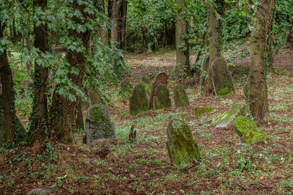 Давнє Єврейське Кладовище Деревами Довкола Нього Польщі — стокове фото